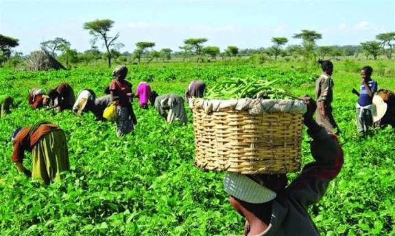 World Food Day: Borno farmers see glimmer of hope amidst food security challenges